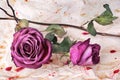 Two burgundy rose flowers on painted crumpled aged paper background close up, holiday invitation or greeting card design Royalty Free Stock Photo