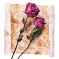 Two burgundy rose flowers on painted crumpled aged paper background close up isolated on white, holiday invitation, greeting card Royalty Free Stock Photo