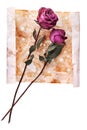 Two burgundy rose flowers on painted crumpled aged paper background close up  on white, holiday invitation, greeting card Royalty Free Stock Photo