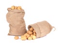 Two burlap sacks with potatoes. Royalty Free Stock Photo