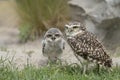 Two Burrowing owl Athene cunicularia a adult and a juvenile. Noord Brabant in the Netherlands. Royalty Free Stock Photo