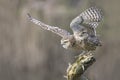 Two Burrowing owl Athene cunicularia landed on a branch. Noord Brabant in the Netherlands. Background with writing space