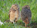 Two Burrowing owls Royalty Free Stock Photo