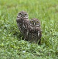 Two Burrowing Owls Emerging from Nest