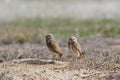 Burrowing Owls on the Colorado Plaines Royalty Free Stock Photo