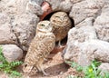 Two burrowing owls nesting in an old drainage tunnel. Royalty Free Stock Photo