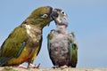 Two Burrowing Parrots