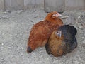 two bush chicken laying hens Royalty Free Stock Photo