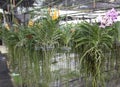 Two bush varieties of orchids DENDROBIUM and Cycnoches hanging in the greenhouse. Beautiful flowers, long roots of the