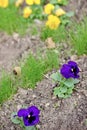 Two bushes of purple violets vittrock close-up Royalty Free Stock Photo