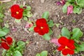 Two bushes of red violets vittrock close-up Royalty Free Stock Photo