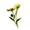 Two Buttercup flowers with stems and leaves on white background