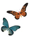 Two butterflies