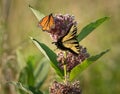 Monarch and swallowtail butterflies dine on the same plant Royalty Free Stock Photo