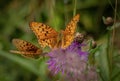 Two butterflies are black and brown on the background of a purple flower and grass. Royalty Free Stock Photo