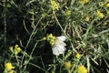 Two butterflies \'Colotis eris\'(black-barred gold tip) on the yellow flower.