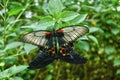 Two butterflies mating while attached to a leaf Royalty Free Stock Photo