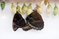 Two butterflies Royalty Free Stock Photo