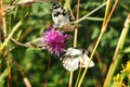 Two butterflies feeding on a flower, santiso, la coruÃÂ±a