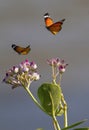 Two Butterflies and Flowers Royalty Free Stock Photo