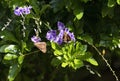 Two Butterflies on flowers in Sydney Royalty Free Stock Photo