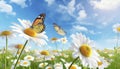 Two butterflies are flying over a field of white flowers. The sky is blue and there are some clouds in the background. Royalty Free Stock Photo