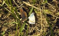 Two butterflies in the grass