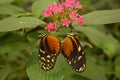 Two butterflies having sex on pink flowers