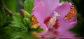 Two Butterflies With Hibiscus Flower And Water