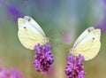 Two butterflies on a lavender Royalty Free Stock Photo