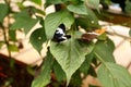 Butterflies on a leaf Royalty Free Stock Photo