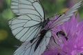 two butterflies mating on a pink flower Royalty Free Stock Photo