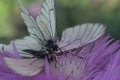 two butterflies mating on a pink flower Royalty Free Stock Photo