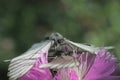 two butterflies mating on a pink flower Royalty Free Stock Photo