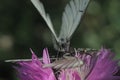 two butterflies mating on a pink flower Royalty Free Stock Photo