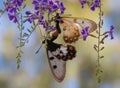 Two butterflies mating