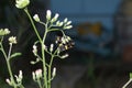 The two butterflies are mating