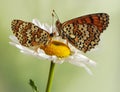 Two Butterflies Melitaea Sits On A Daisy Flower