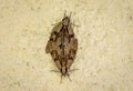 Two butterflies or moths mate on concrete wall background.