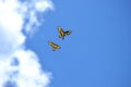 Two butterflies one with a handicap enjoying a bright blue sky and puffy clouds. Royalty Free Stock Photo