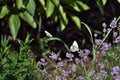 two butterflies over lavender flowers Royalty Free Stock Photo