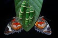 Two butterflies perched on guava leaves eaten by caterpillars.