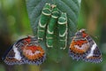 Two butterflies perched on guava leaves eaten by caterpillars. Royalty Free Stock Photo