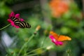 Two butterflies pollinate flowers in a woodland area in eastern Guatemala Royalty Free Stock Photo