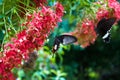 Two butterflies with red flowers