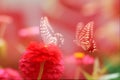 Two butterflies in red flowers Royalty Free Stock Photo