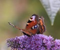 Two butterflies sharing a flower Royalty Free Stock Photo