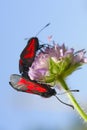 Two butterflies sit on a flower Royalty Free Stock Photo