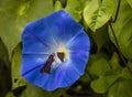 Two butterflies attracted to the bright center of a beautiful  blue flower Royalty Free Stock Photo