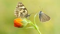 Two Butterflies Are Sitting On A Flower